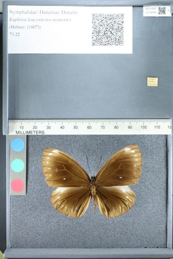 Media type: image;   Entomology 158393